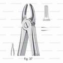 extracting forceps for children, figure 37 - english pattern
